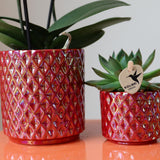 Kolibri Orchids | rode phalaenopsis orchidee Congo + Pearl Kruka rood - potmaat Ø9cm | bloeiende kamerplant - vers van de kweker