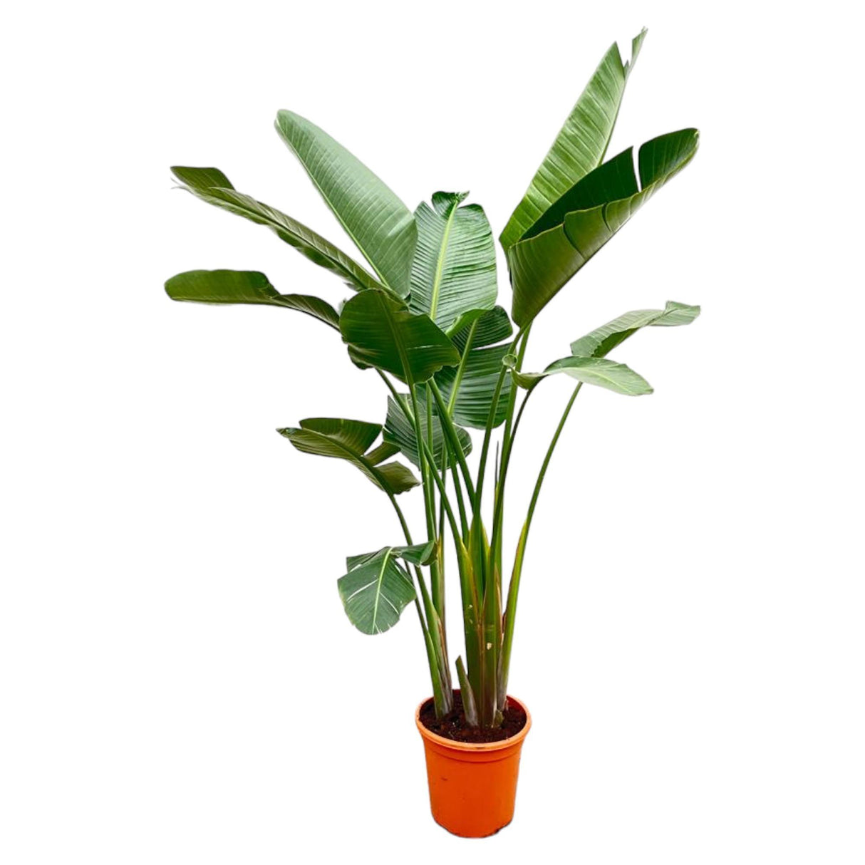 Lyx Strelitzia Augusta XXL - 250cm - ø38