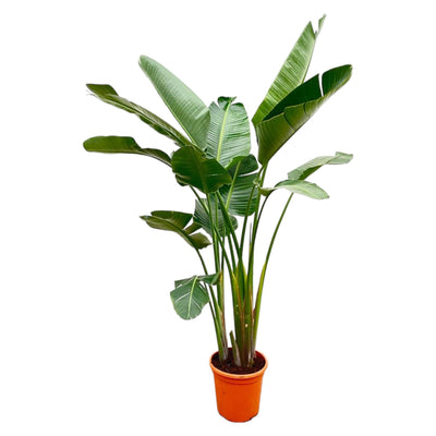 Lyx Strelitzia Augusta XXL - 250cm - ø38