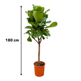 Ficus Lyrata bom - 180cm - ⌀30