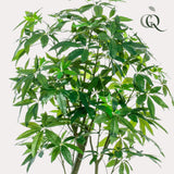 Konstplanta - Pachira Aquatica - Geldboom - 180 cm