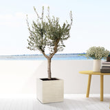 Olea Europaea Cultivo - 210cm - Ø45