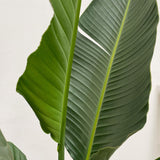 Strelitzia Augusta flerstammad