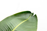 Lyx Strelitzia Augusta XXL - 250cm - ø38