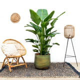 Strelitzia Nicolai lyx XXL - 250cm - ø40