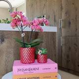 Kolibri Orchids | rode phalaenopsis orchidee Congo + Pearl Kruka rood - potmaat Ø9cm | bloeiende kamerplant - vers van de kweker