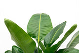 Strelitzia Nicolai lyx XXL - 250cm - ø40