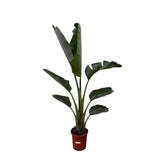 Strelitzia Augusta - 210 cm - ⌀30