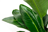 Strelitzia Nicolai lyx XXL - 250cm - ø40