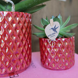 Kolibri Orchids | rode phalaenopsis orchidee Congo + Pearl Kruka rood - potmaat Ø9cm | bloeiende kamerplant - vers van de kweker