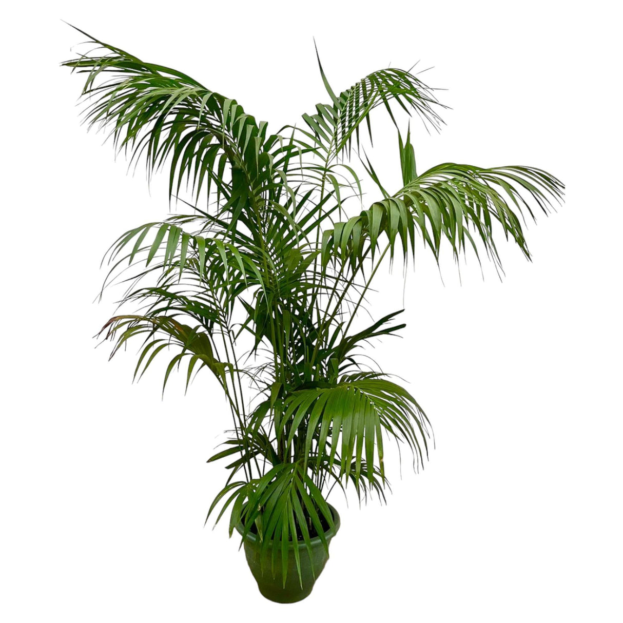 Kentia Palm XXL - 260cm - ø35