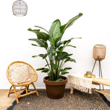 Strelitzia Nicolai lyx XXL - 250cm - ø40
