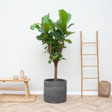 Ficus Lyrata bom - 180cm - ⌀30
