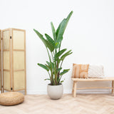 Strelitzia Augusta flerstammad