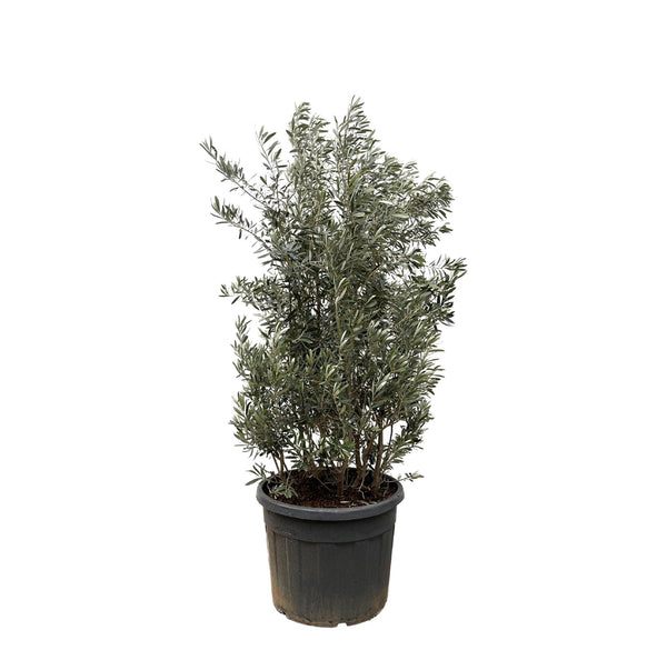 Olea Europaea slag - 225cm- Ø50