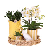 Kolibri Company | Gift set Mediterranean Sunset | Växtnset met witte Phalaenopsis Orchidee Lausanne i Succulenten incl. keramieken sierpotten