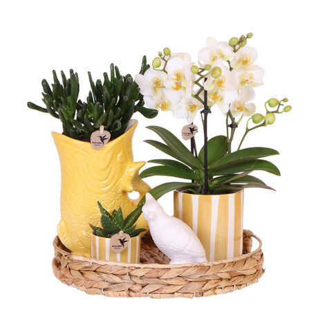 Kolibri Company | Gift set Mediterranean Sunset | Växtnset met witte Phalaenopsis Orchidee Lausanne i Succulenten incl. keramieken sierpotten