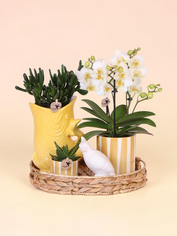 Kolibri Company | Gift set Mediterranean Sunset | Växtnset met witte Phalaenopsis Orchidee Lausanne i Succulenten incl. keramieken sierpotten