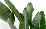 Strelitzia Augusta flerstammad