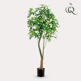 Konstplanta - Pachira Aquatica - Geldboom - 180 cm