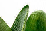 Lyx Strelitzia Augusta XXL - 250cm - ø38