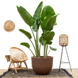 Lyx Strelitzia Augusta XXL - 250cm - ø38