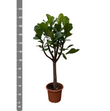 Ficus Lyrata bom XXL - 210 cm - ø40