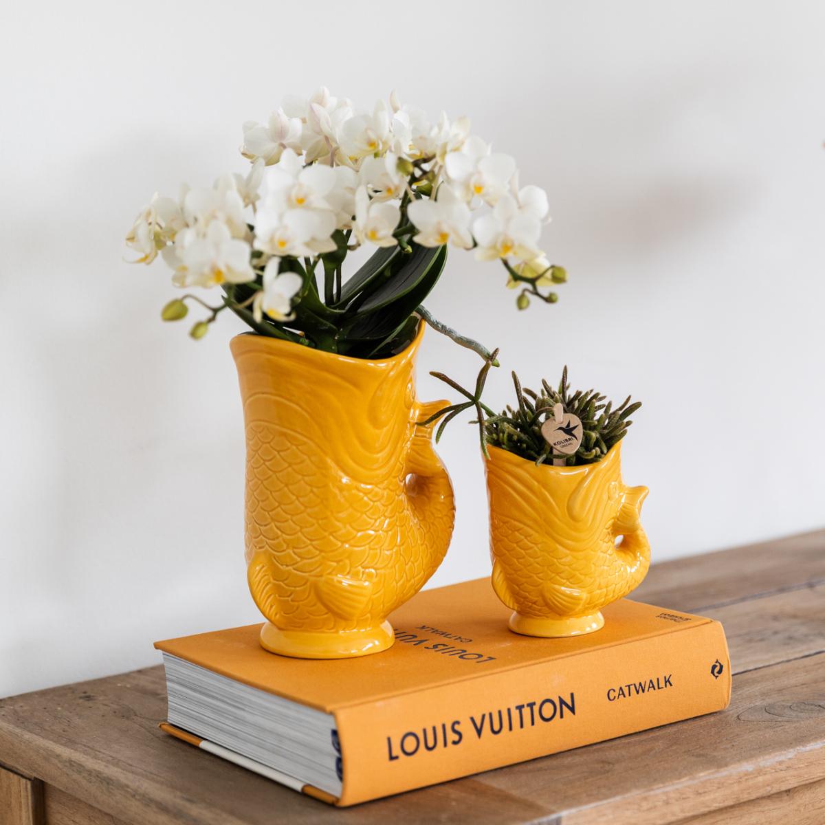 Kolibri Orchids | Set van witte orchidee Nazaré i succulent in Fish sierpot oranje - potmaat Ø9cm & Ø6cm | bloeiende kamerplant - vers van de kweker