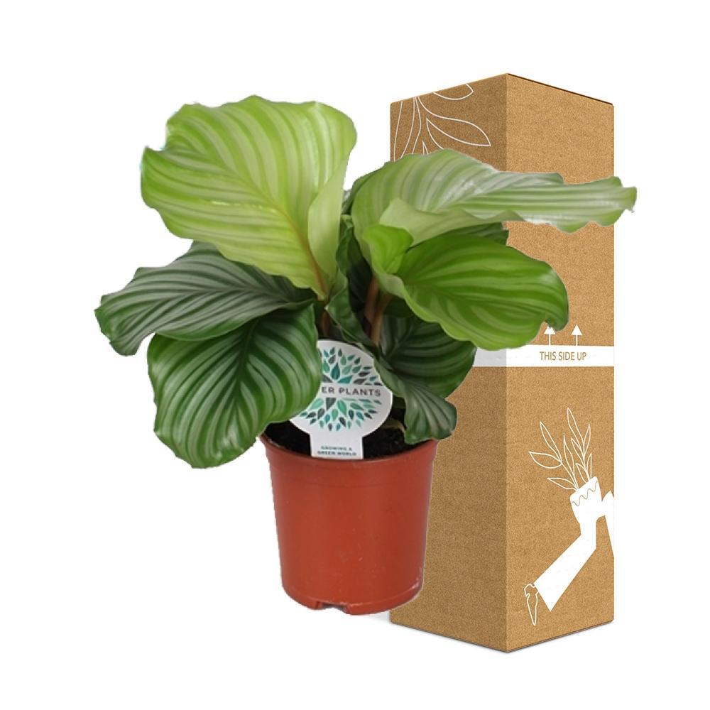 Calathea Orbifolia