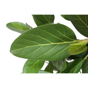Ficus Audrey Benghalensis - vue 4